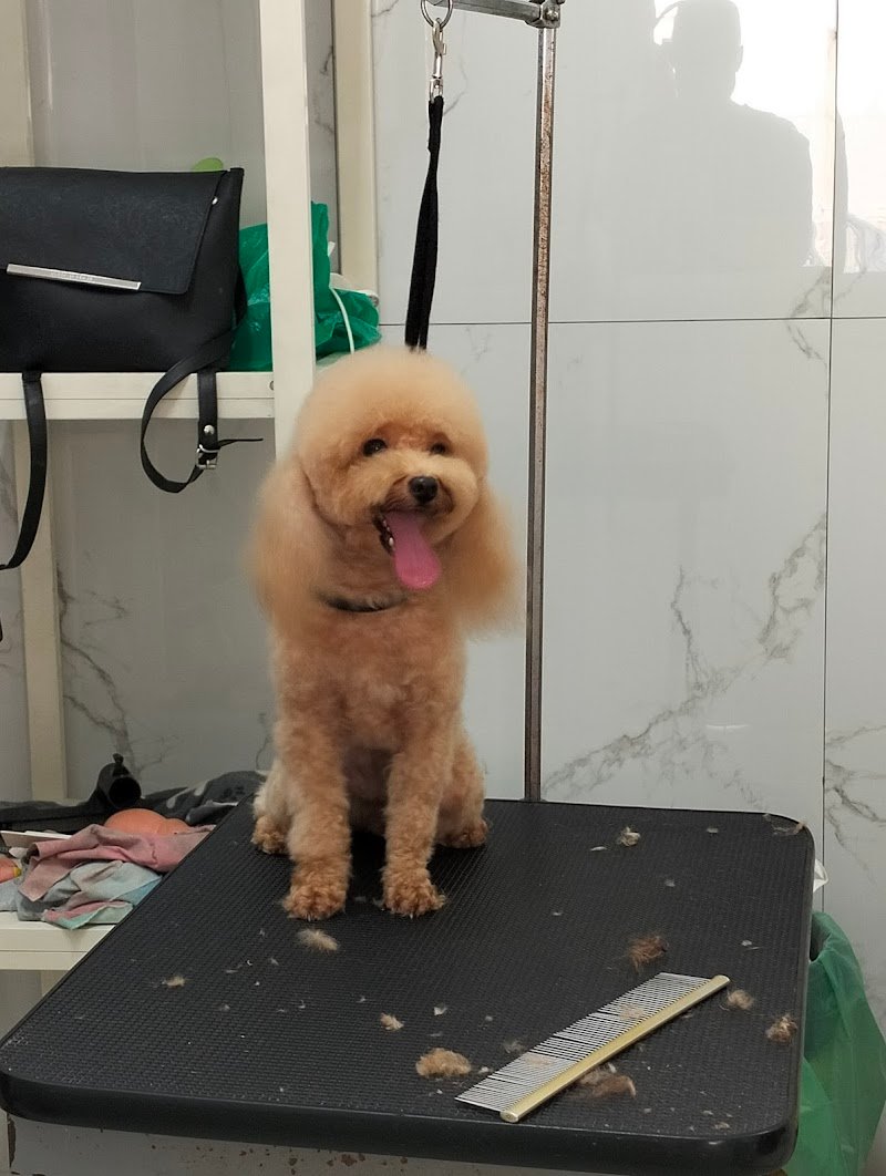 TommyStylePetGroom - Foto 2