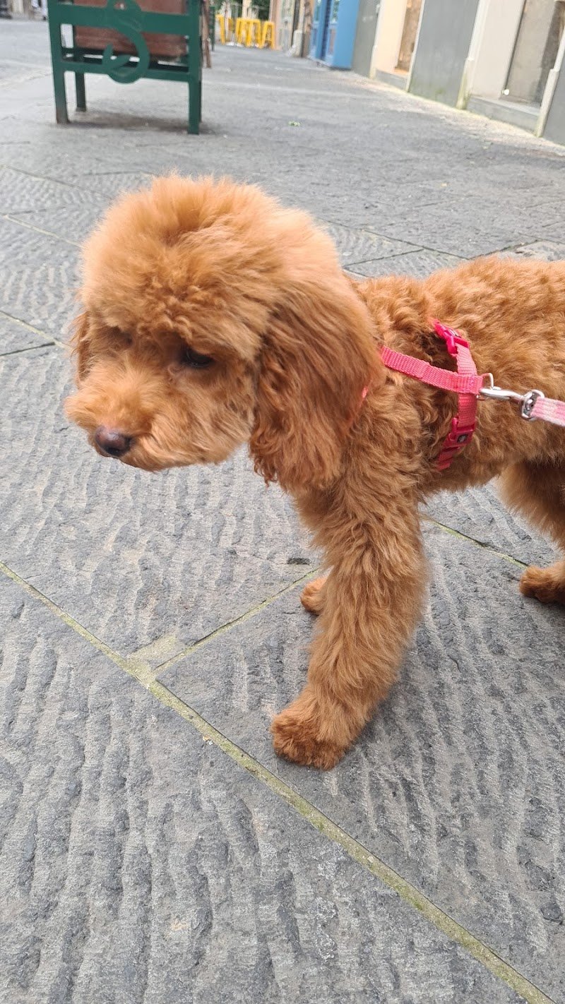 Top dog Avallone - Foto 1