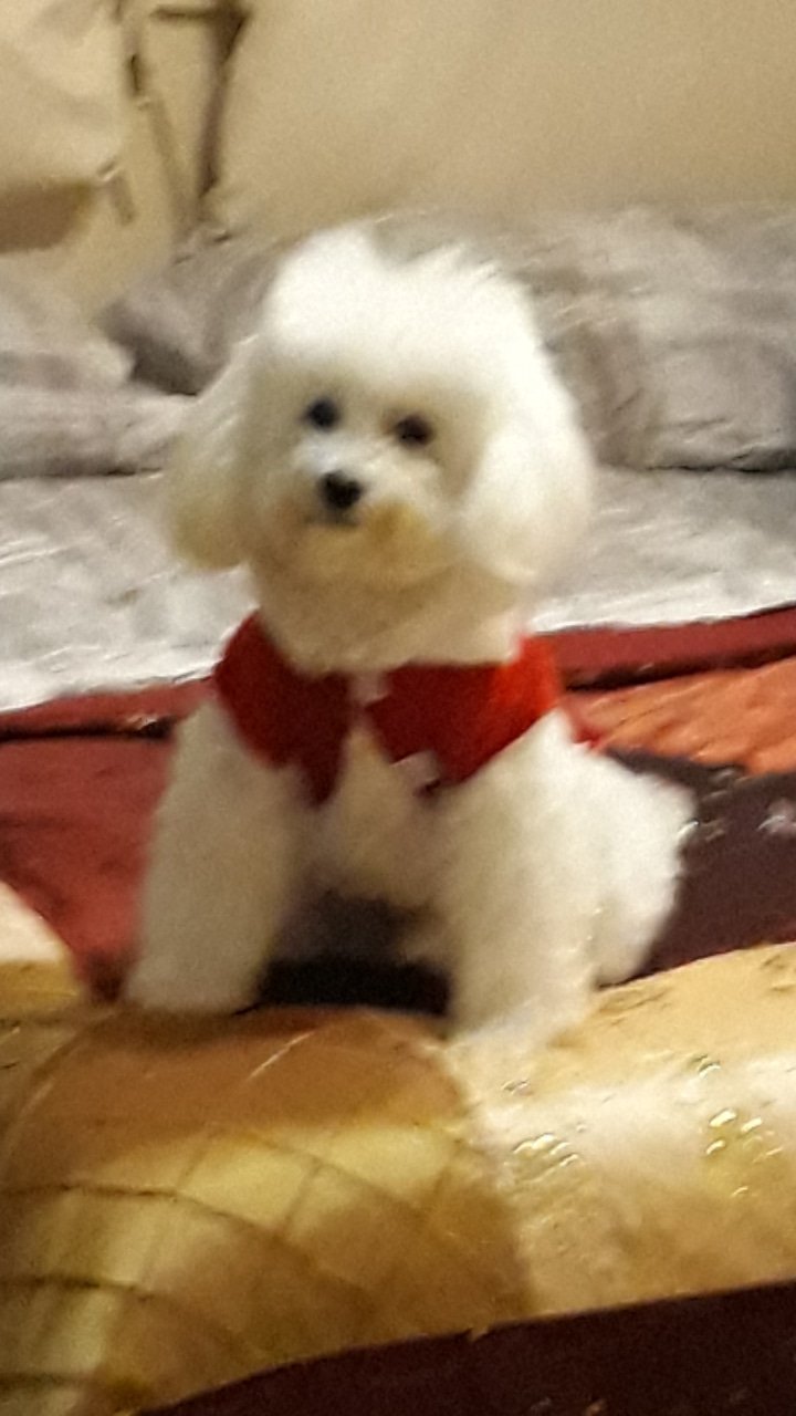 Top dog Avallone - Foto 2