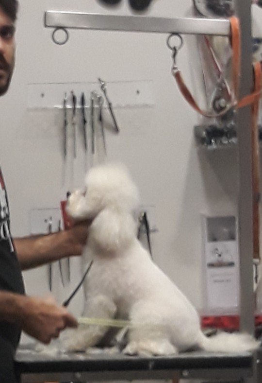 Top dog Avallone - Foto 6