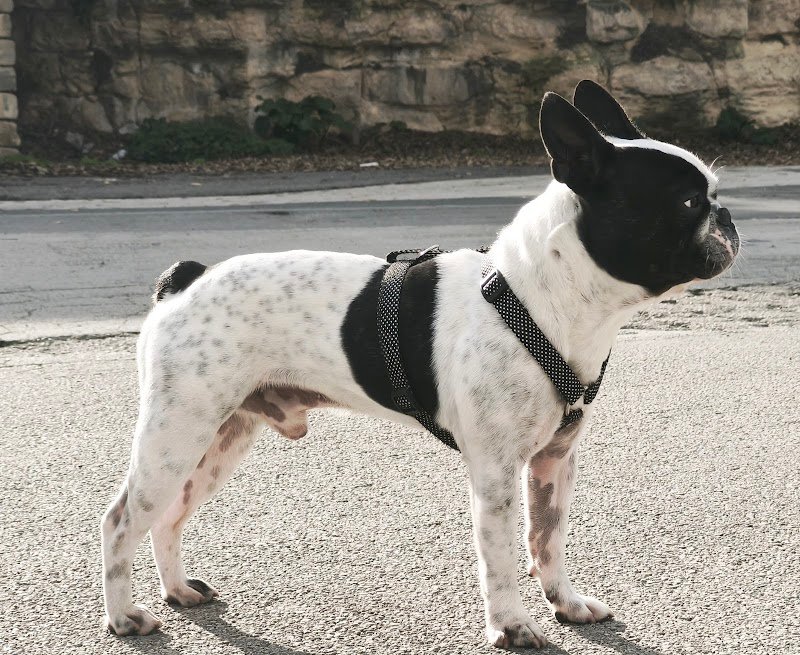 Top Dog di Migliorisi Simone - Foto 2