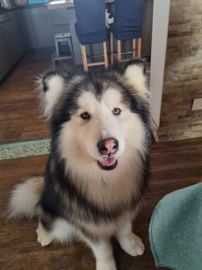 Top Dog di Migliorisi Simone - Foto 3