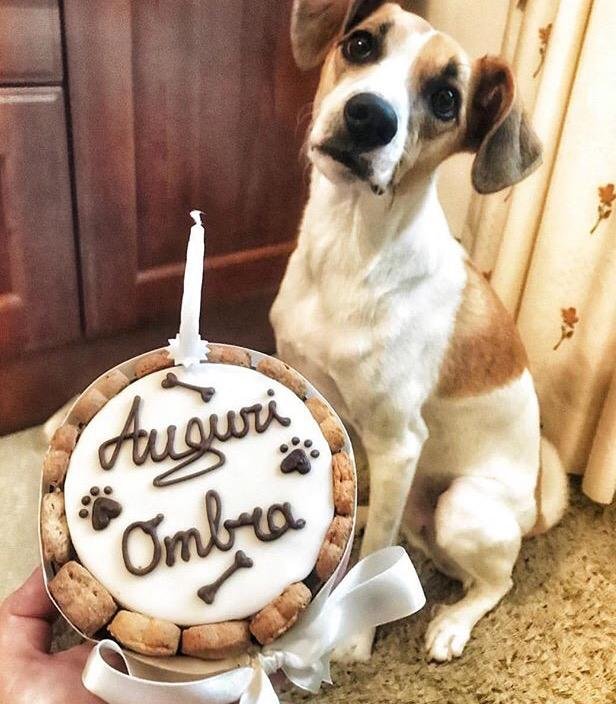 Top Dog Di Silvestri Salvatore - Foto 2