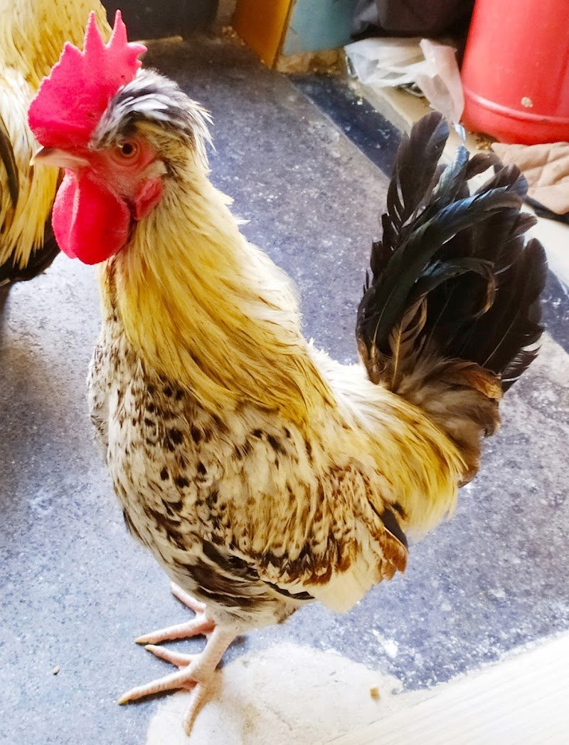 Top Dog Di Silvestri Salvatore - Foto 3