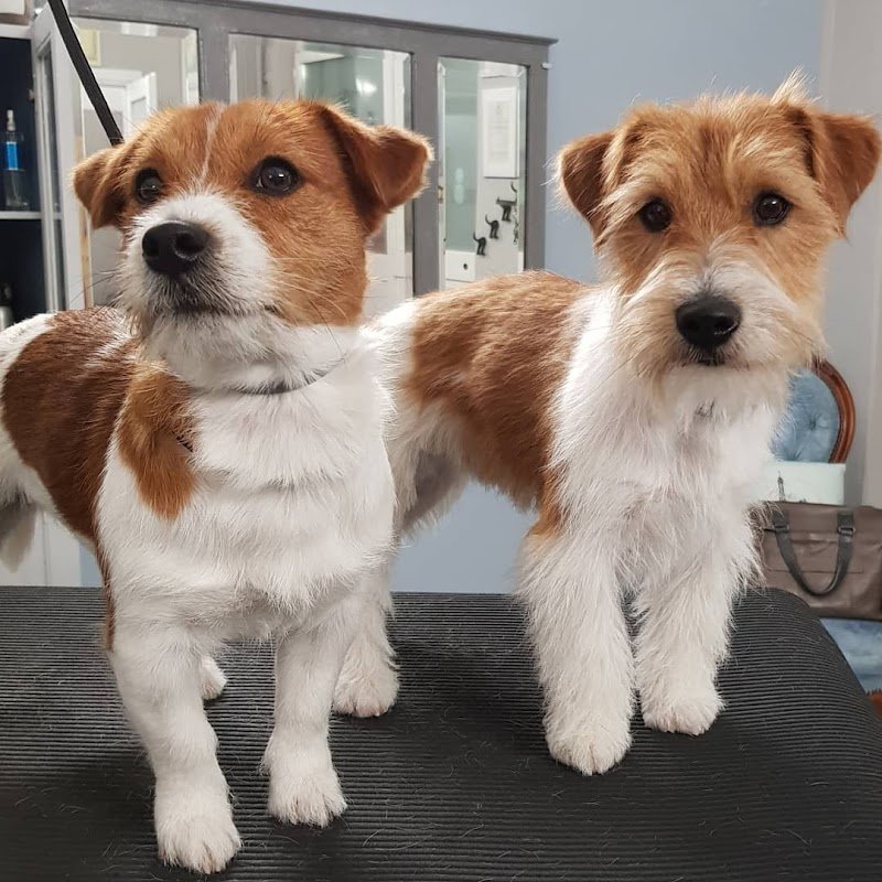 TOP DOG toelettatura - Foto 2