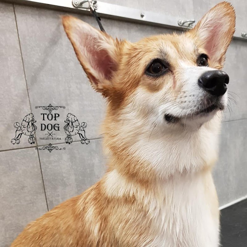 TOP DOG toelettatura - Foto 3