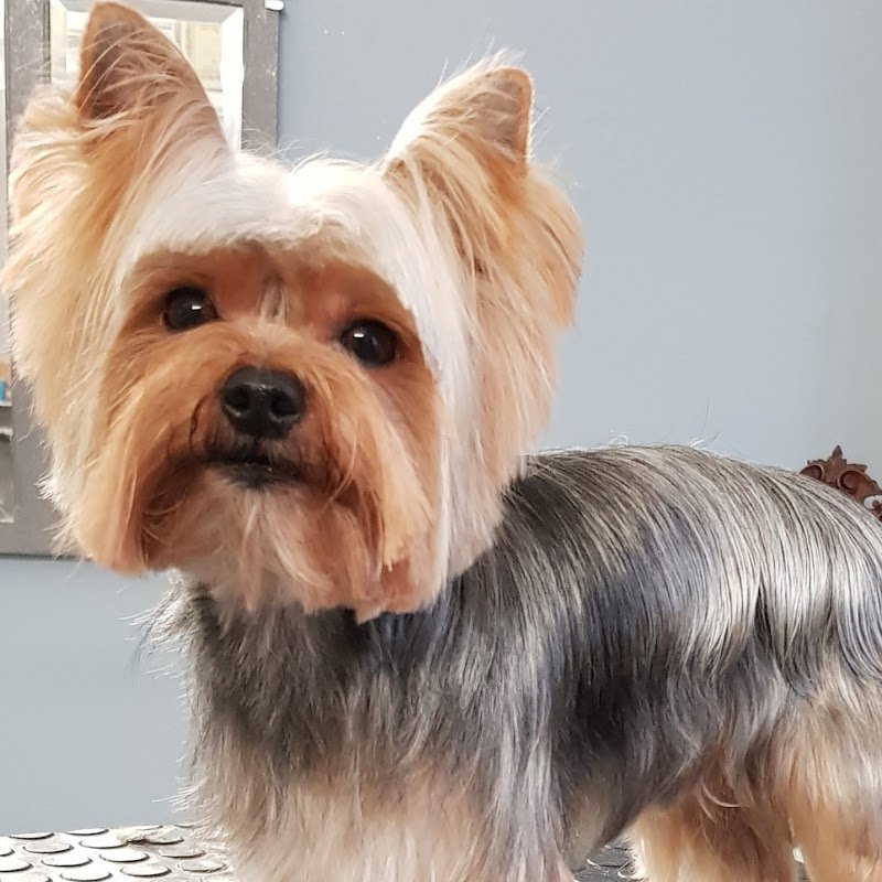 TOP DOG toelettatura - Foto 4