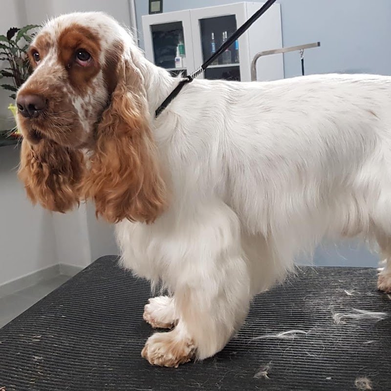 TOP DOG toelettatura - Foto 5