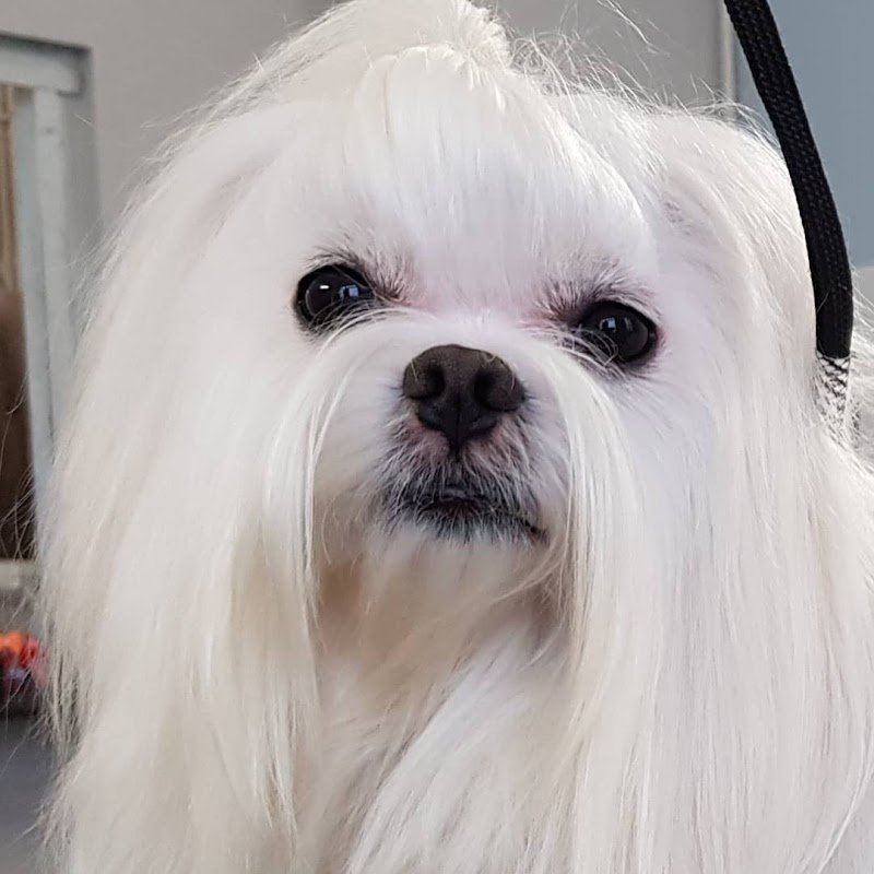 TOP DOG toelettatura - Foto 6