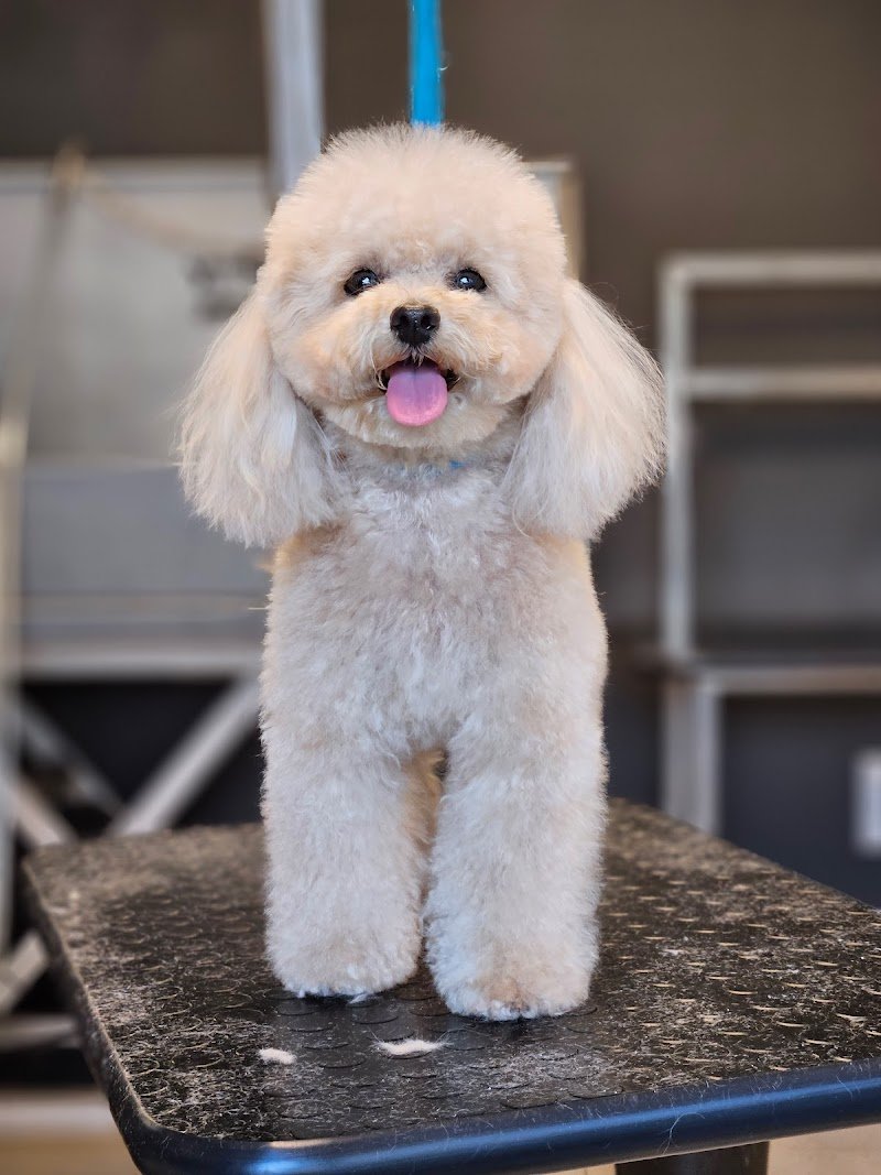 Top Dog toelettatura (Joe Zampetti) - Foto 2