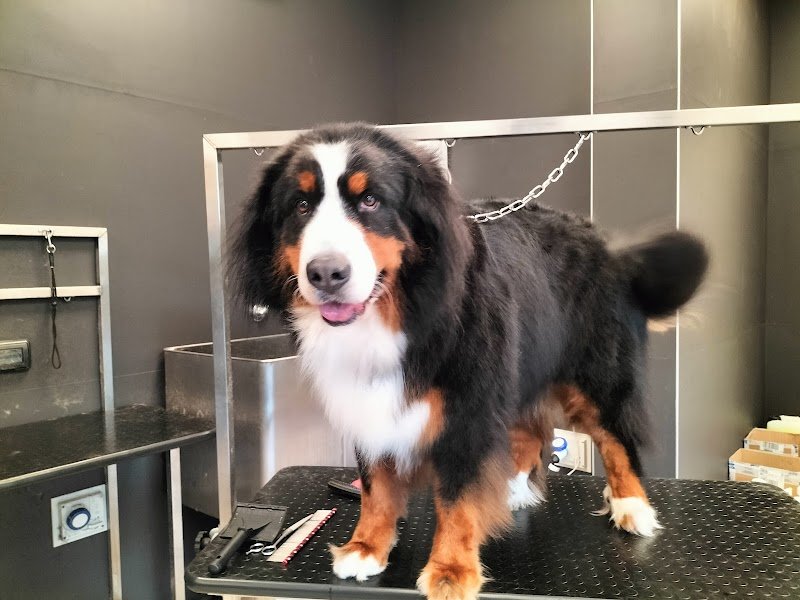 Top Dog toelettatura (Joe Zampetti) - Foto 3