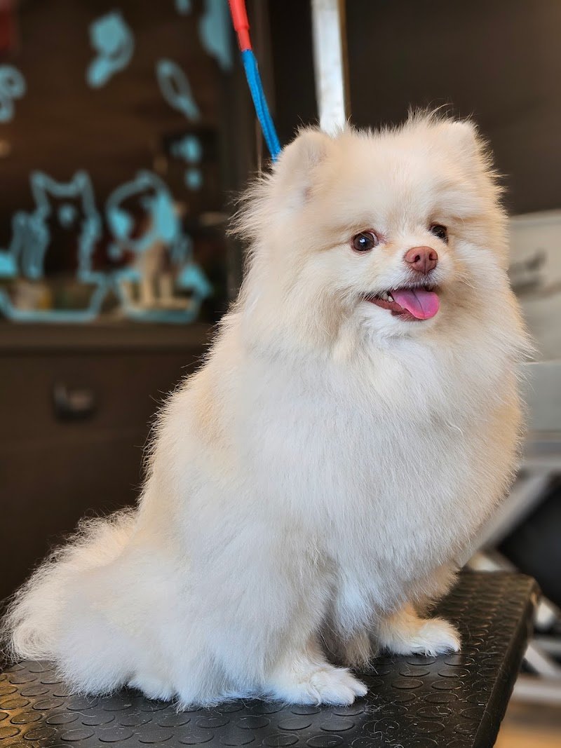 Top Dog toelettatura (Joe Zampetti) - Foto 4