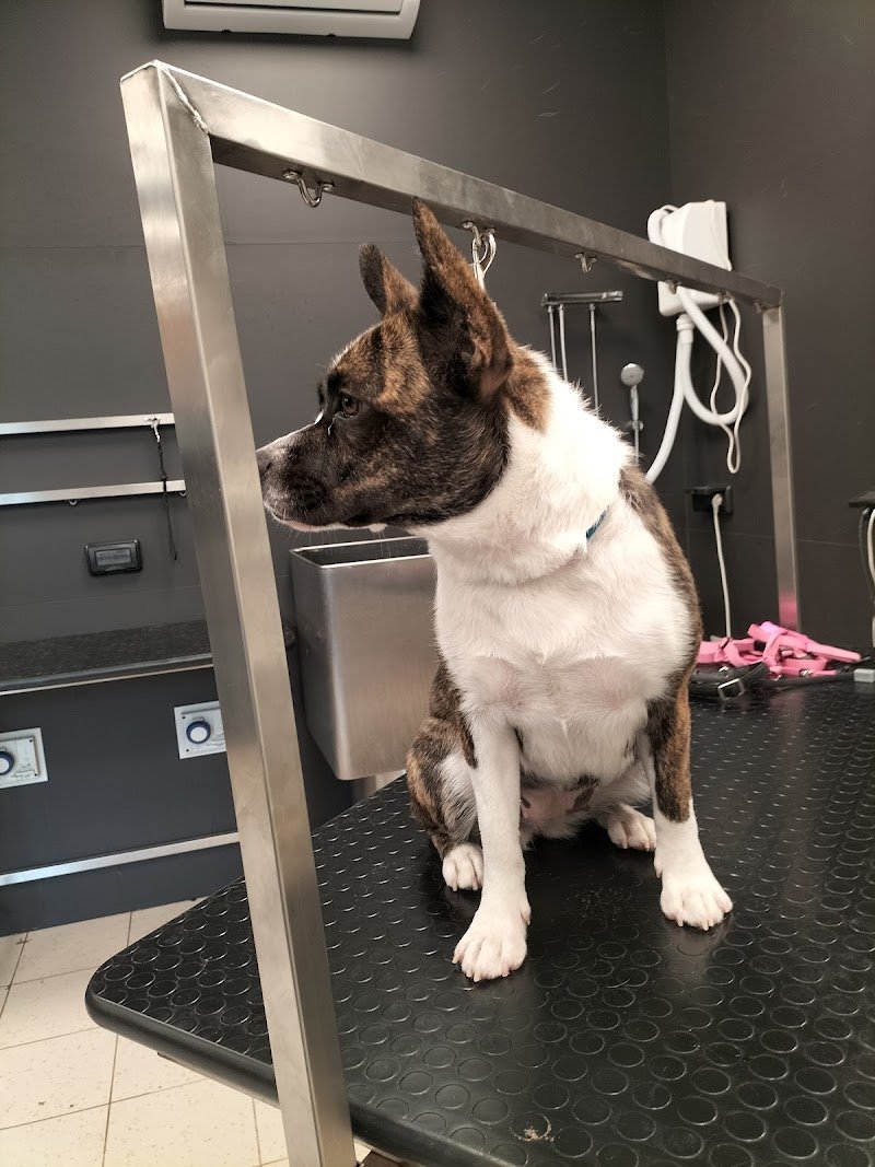 Top Dog toelettatura (Joe Zampetti) - Foto 6