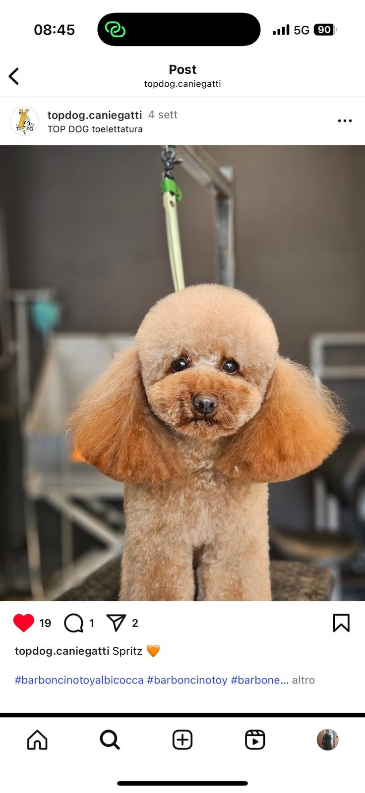 Top Dog toelettatura (Joe Zampetti) - Foto 1