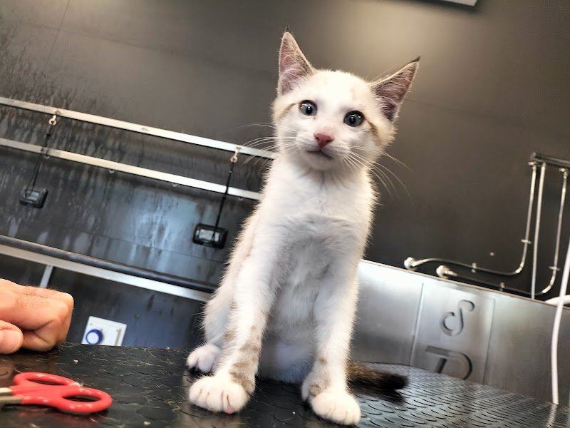 Top Dog toelettatura (Joe Zampetti) - Foto 5