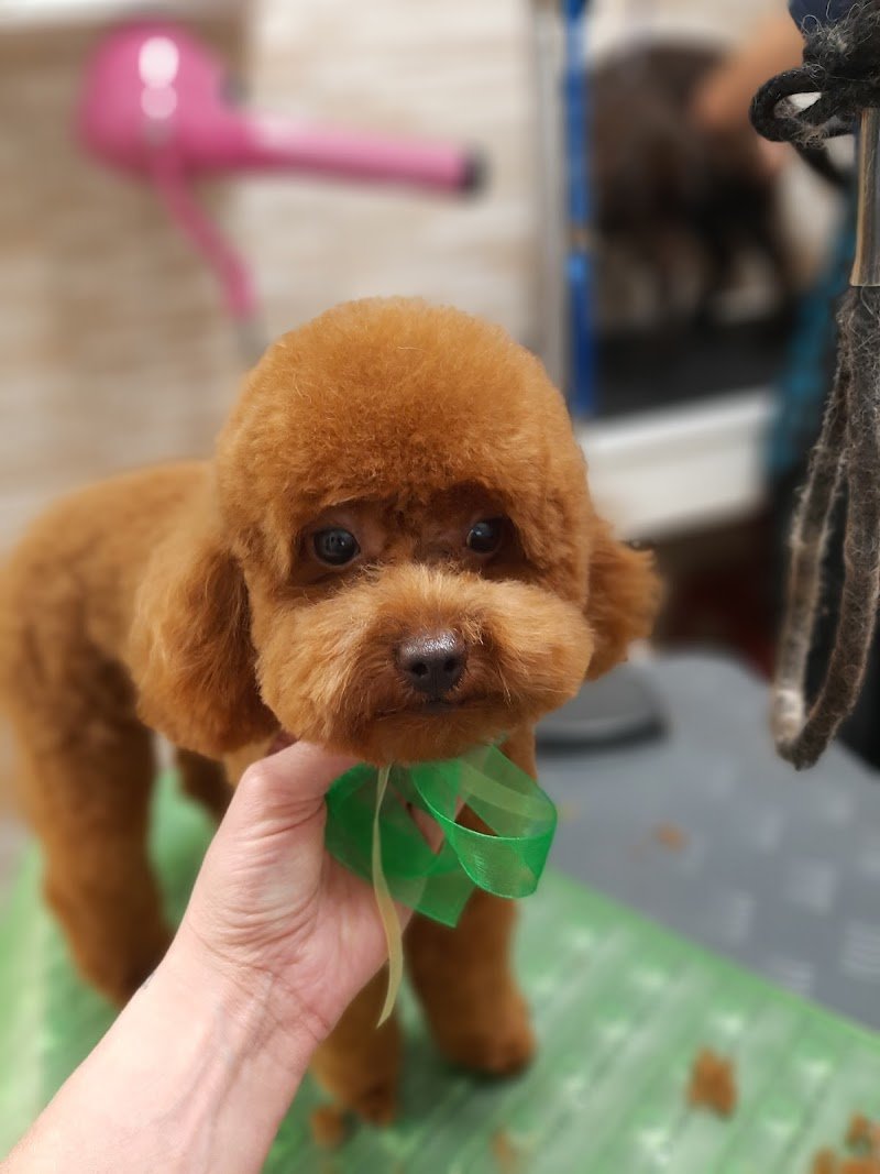 Top dog - toelettatura Legnano - Foto 1