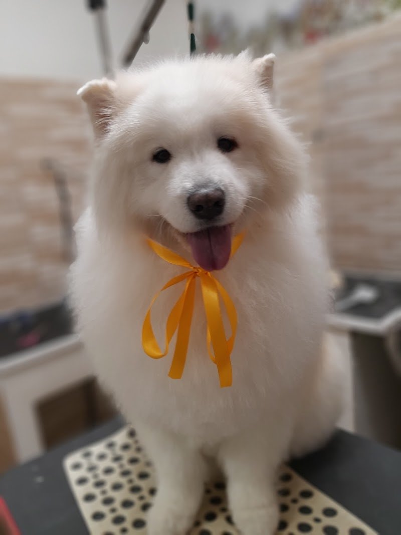 Top dog - toelettatura Legnano - Foto 2