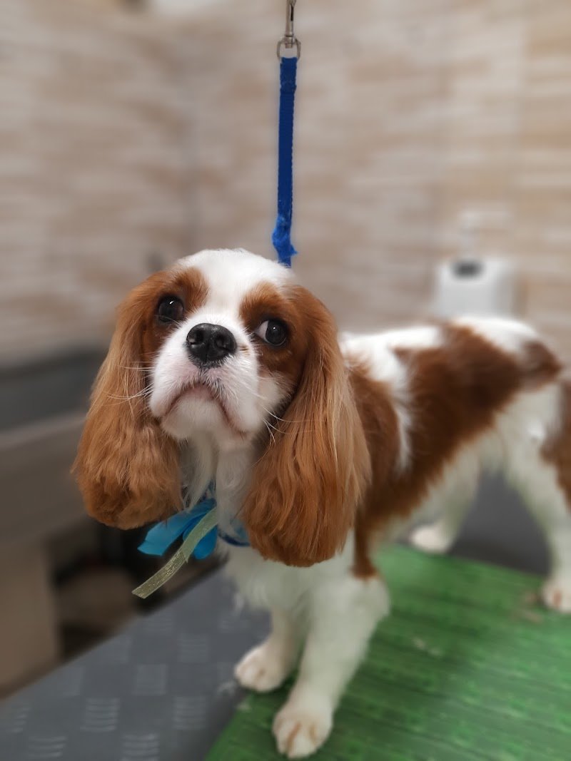 Top dog - toelettatura Legnano - Foto 5