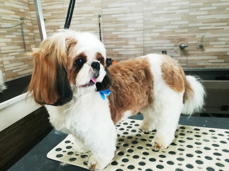 Top dog - toelettatura Legnano - Foto 3