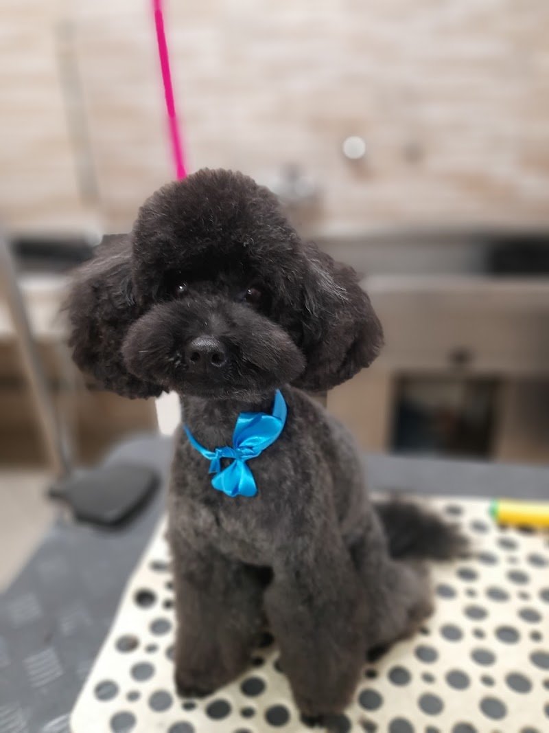 Top dog - toelettatura Legnano - Foto 4