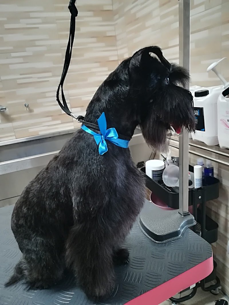 Top dog - toelettatura Legnano - Foto 6