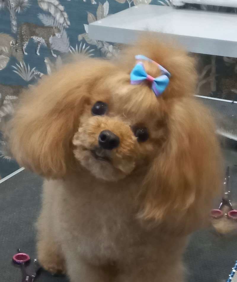 Totapulchra Toelettatura - Foto 1