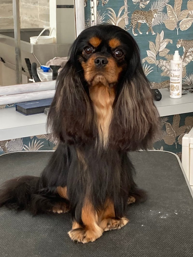 Totapulchra Toelettatura - Foto 2