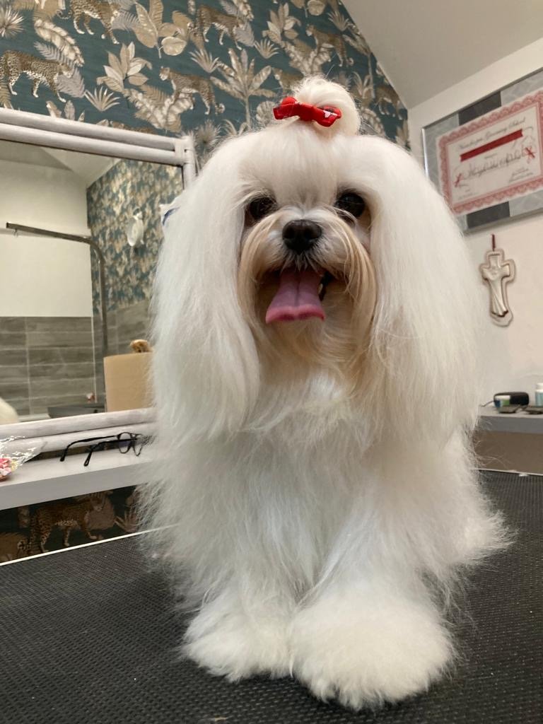 Totapulchra Toelettatura - Foto 3