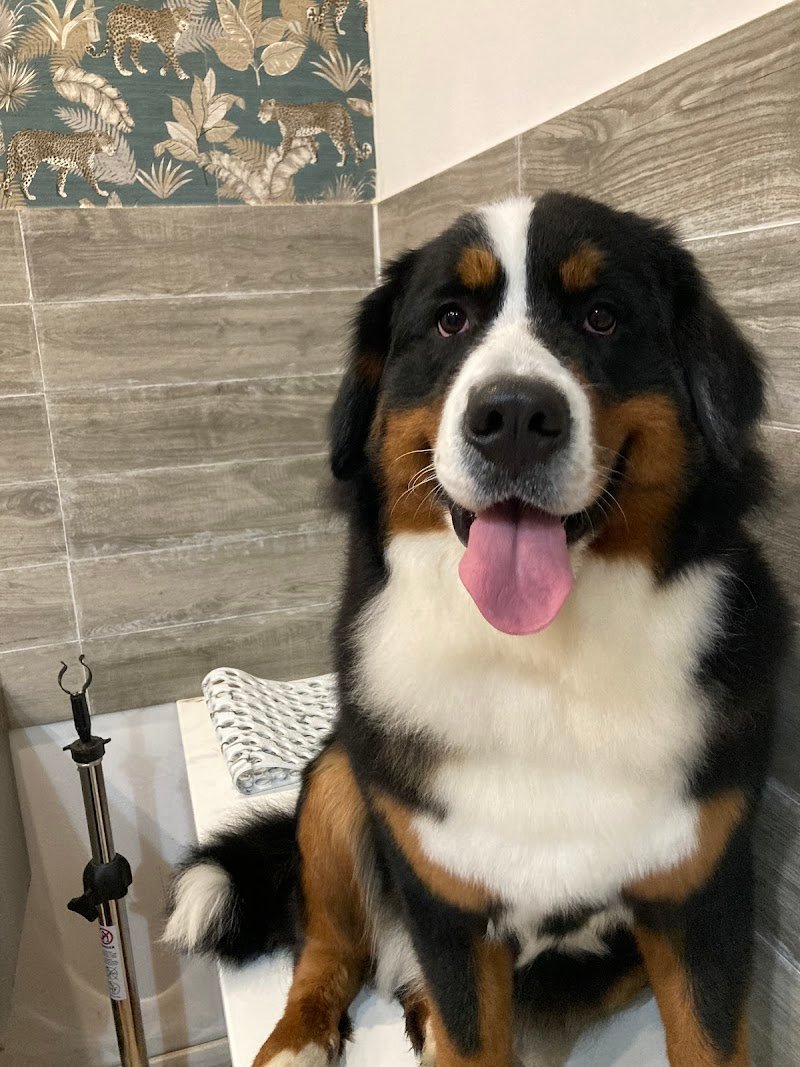 Totapulchra Toelettatura - Foto 5