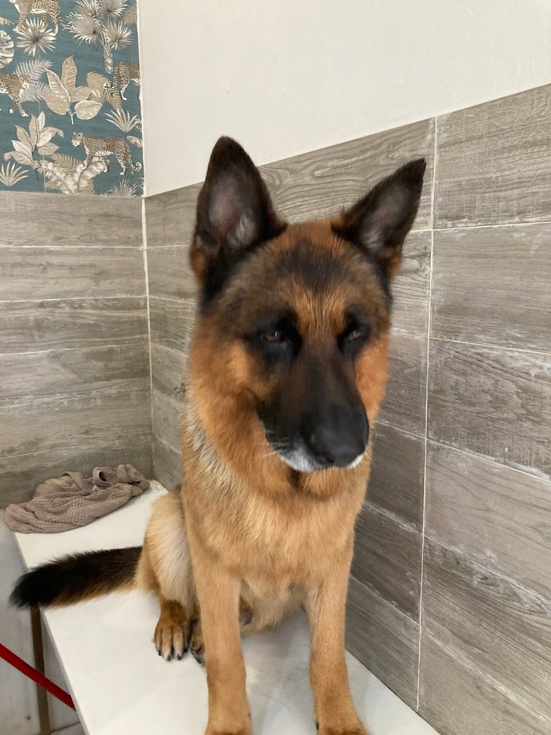 Totapulchra Toelettatura - Foto 6