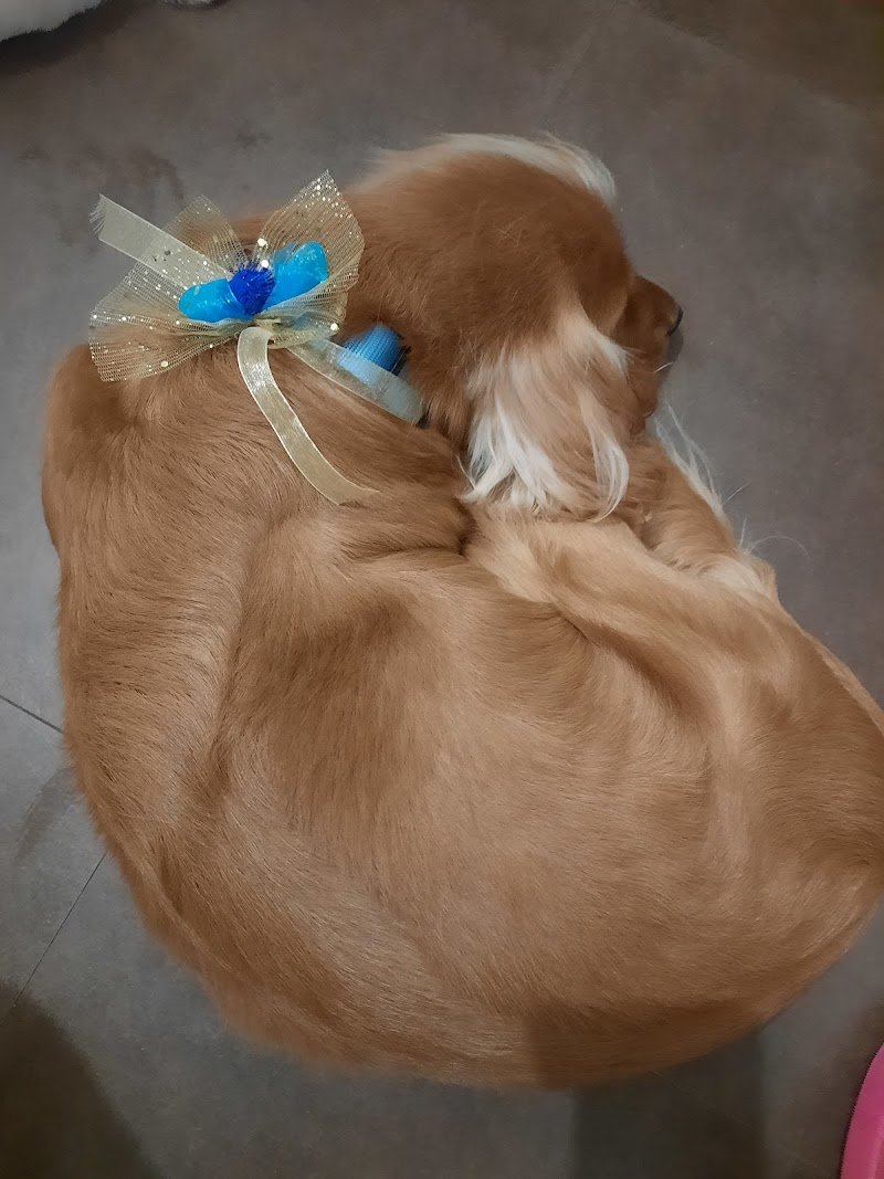 Treviso Fashion Dogs - Foto 3