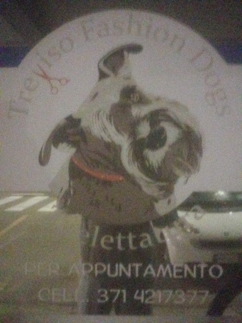 Treviso Fashion Dogs - Foto 4