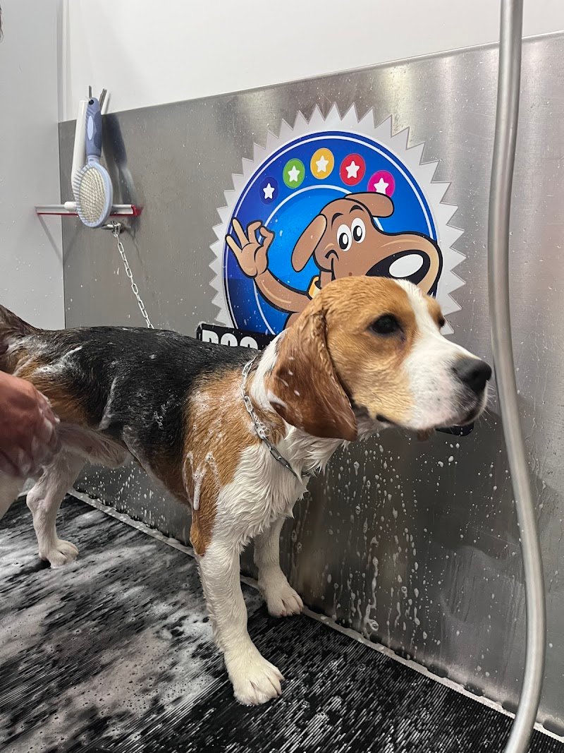 Trilly Wash - Foto 4