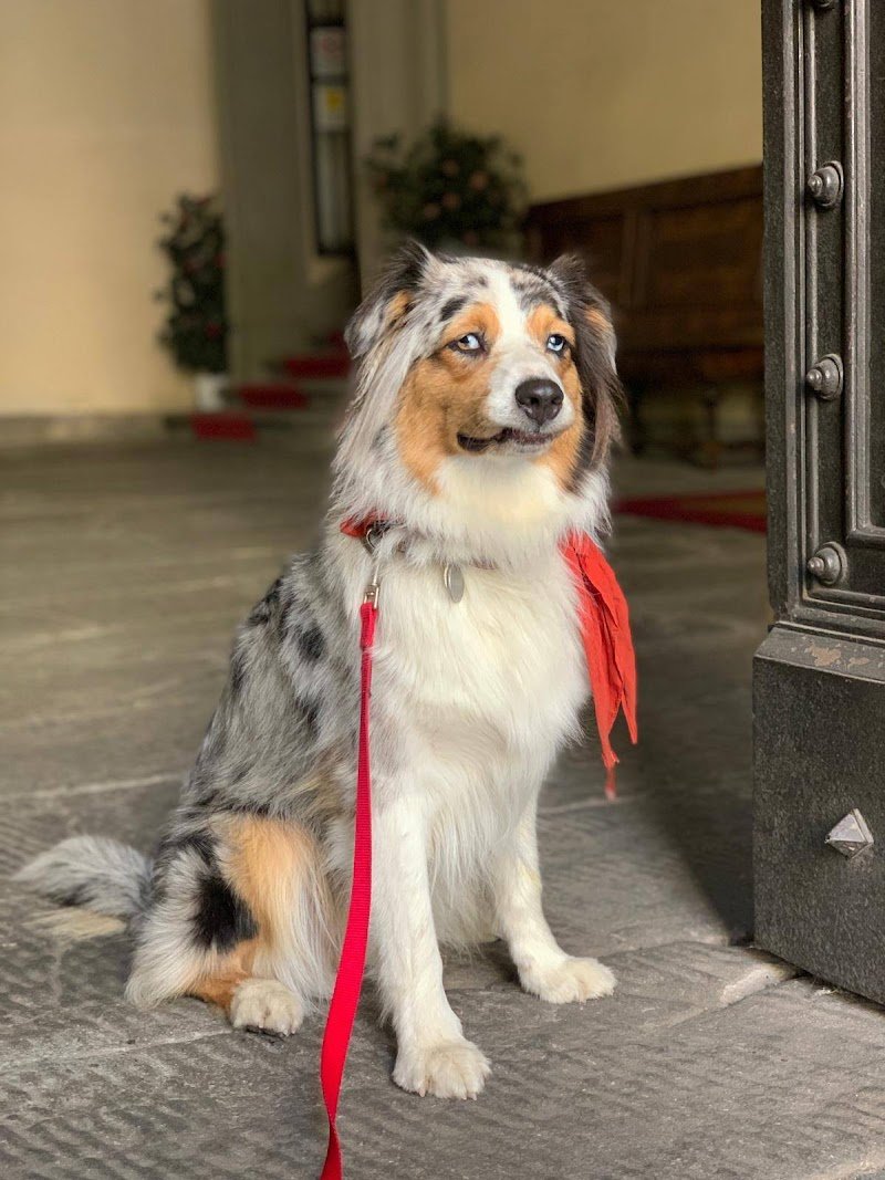 TuscanHound Florence - Foto 2