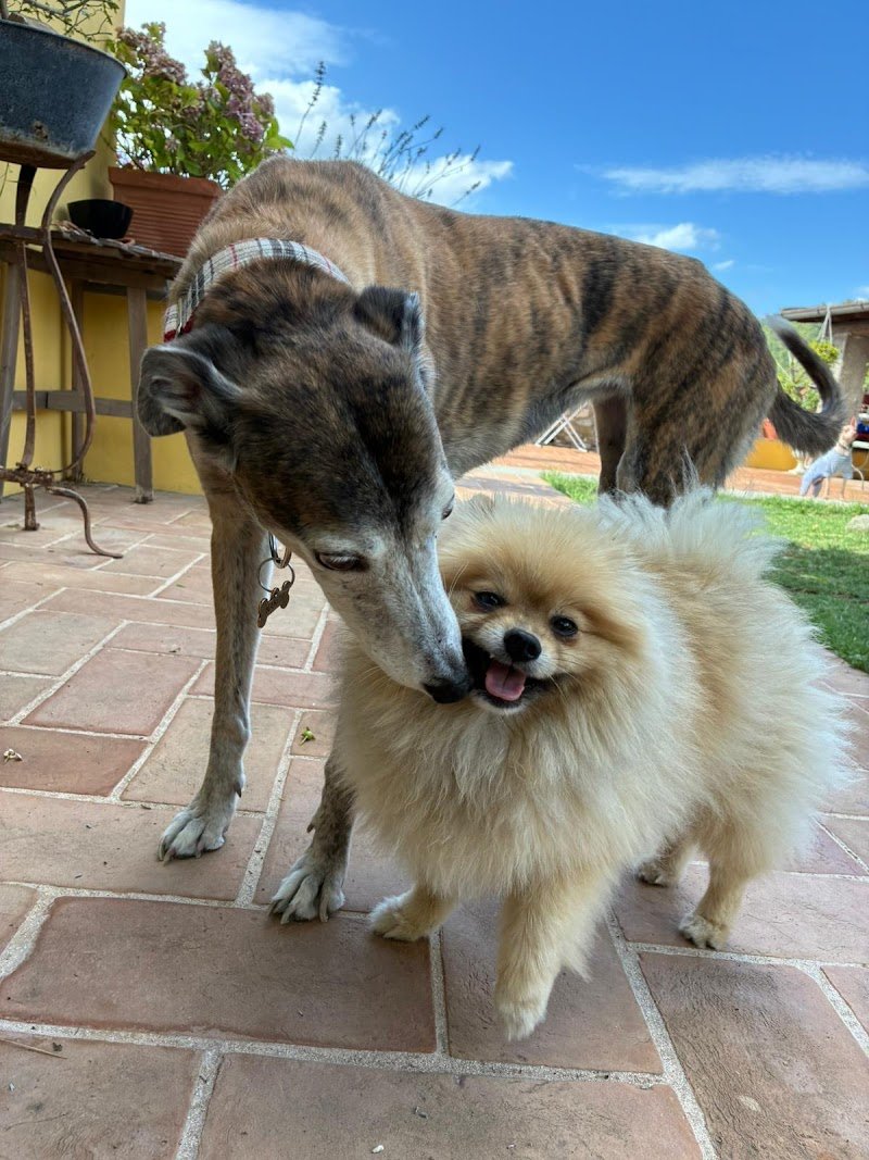 TuscanHound Florence - Foto 3