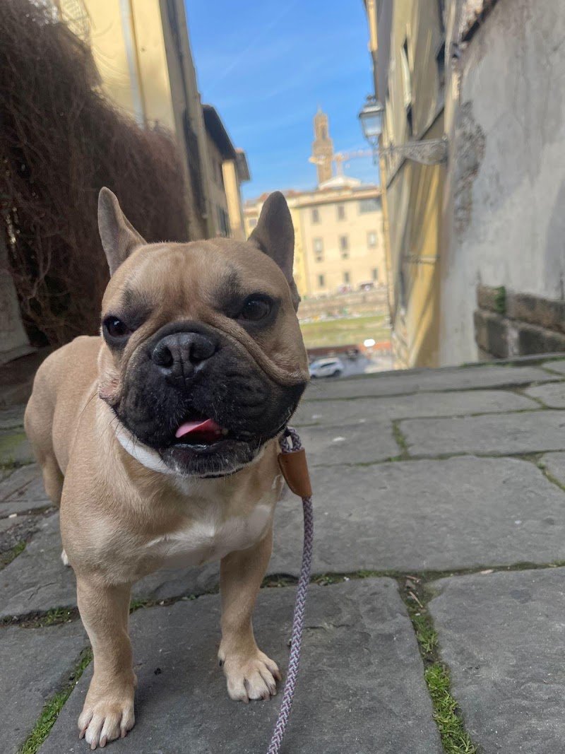 TuscanHound Florence - Foto 4