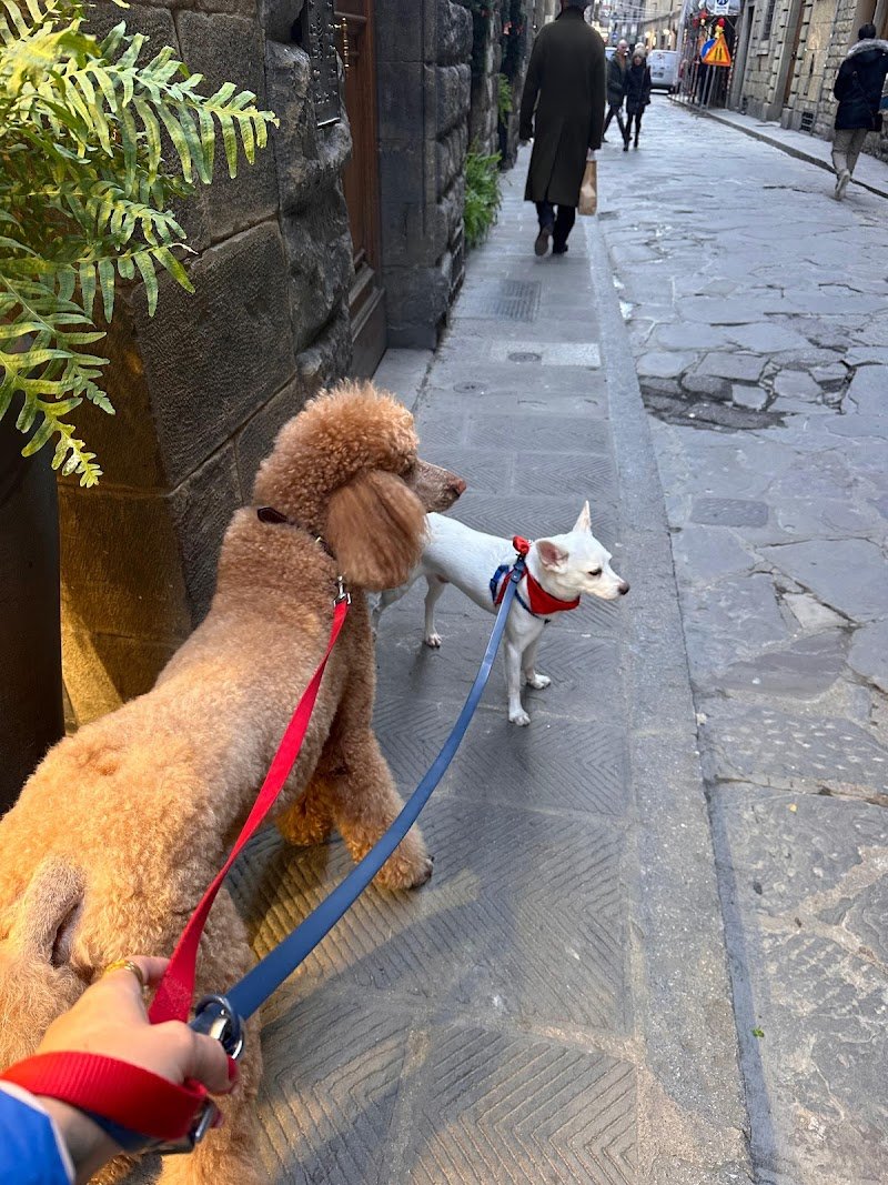 TuscanHound Florence - Foto 5