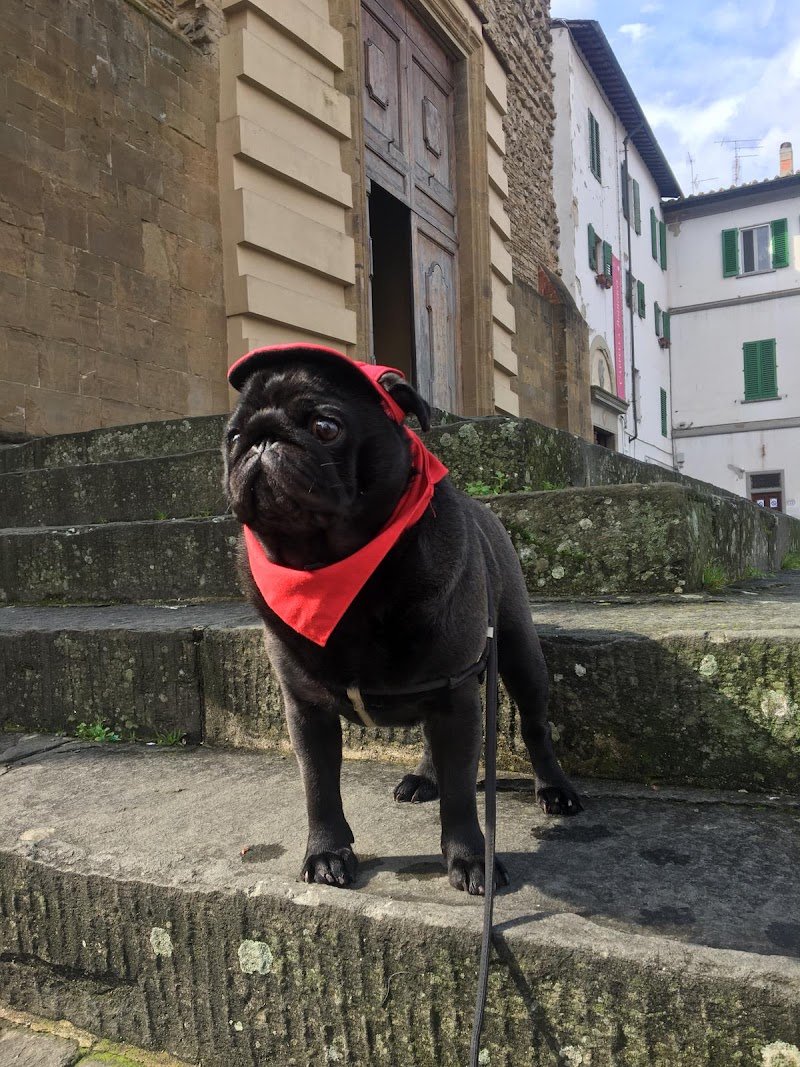 TuscanHound Florence - Foto 6