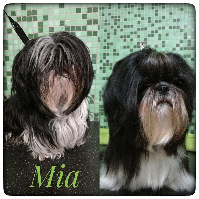 Tutti In Coda - Foto 2