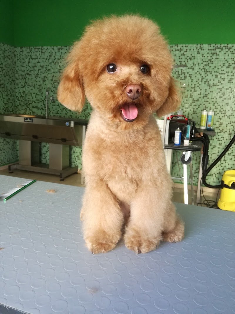 Tutti In Coda - Foto 3