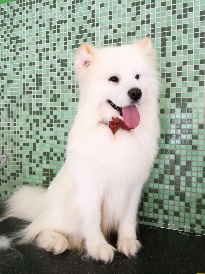 Tutti In Coda - Foto 4