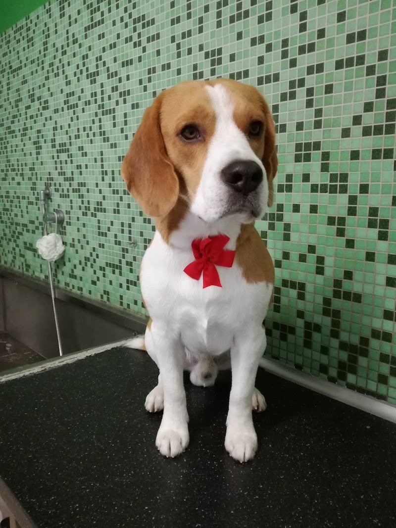 Tutti In Coda - Foto 5