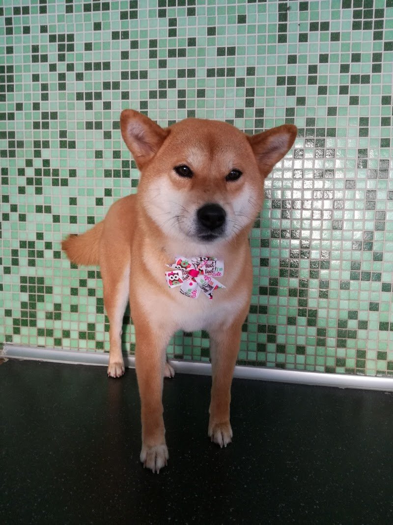 Tutti In Coda - Foto 6