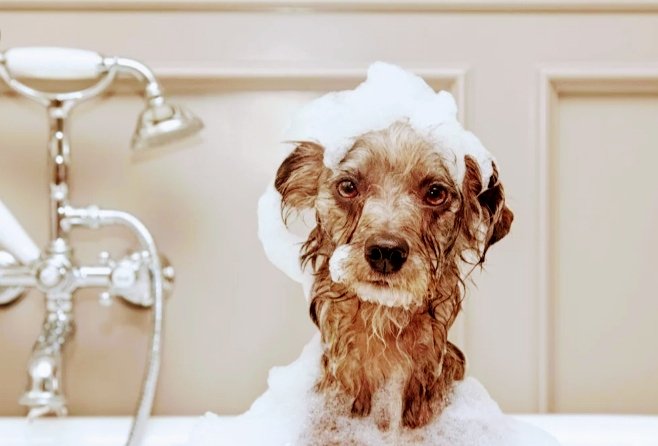 Tutti in Coda - Foto 2