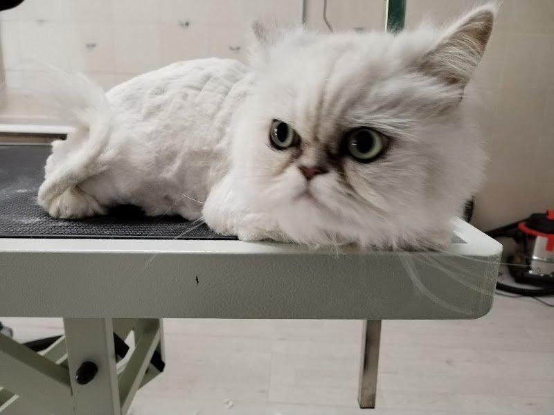 Tutti in coda toelettatura e pet shop - Foto 4