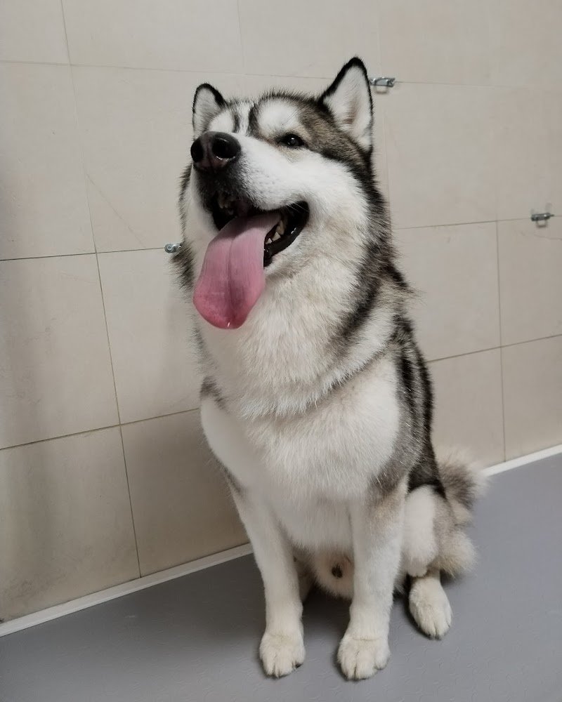 Tutti in coda toelettatura e pet shop - Foto 5