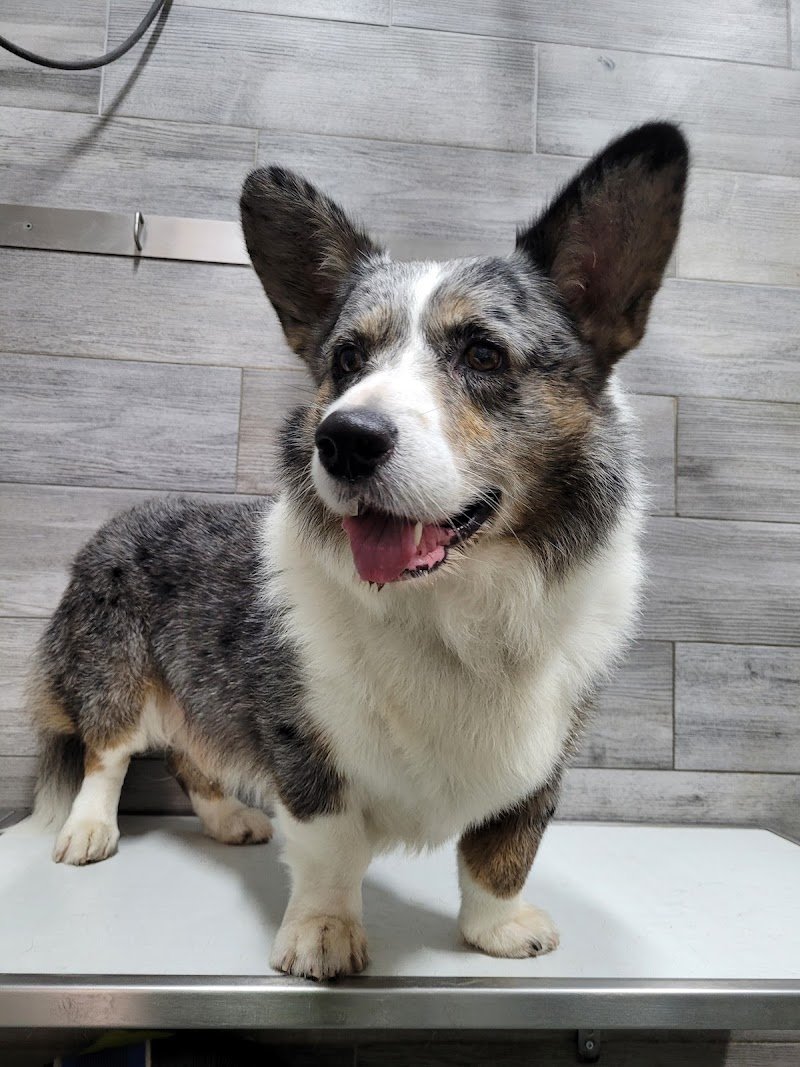 Tuttincoda - Toelettatura, Dog spa, Cibo e Accessori per cani e gatti, Crocchette cani e gatti, toelettatura specializzata - Foto 1