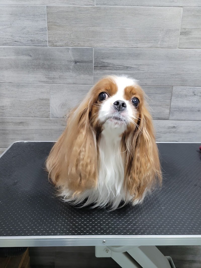 Tuttincoda - Toelettatura, Dog spa, Cibo e Accessori per cani e gatti, Crocchette cani e gatti, toelettatura specializzata - Foto 2