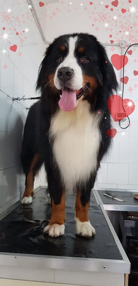 Tuttincoda - Toelettatura, Dog spa, Cibo e Accessori per cani e gatti, Crocchette cani e gatti, toelettatura specializzata - Foto 3