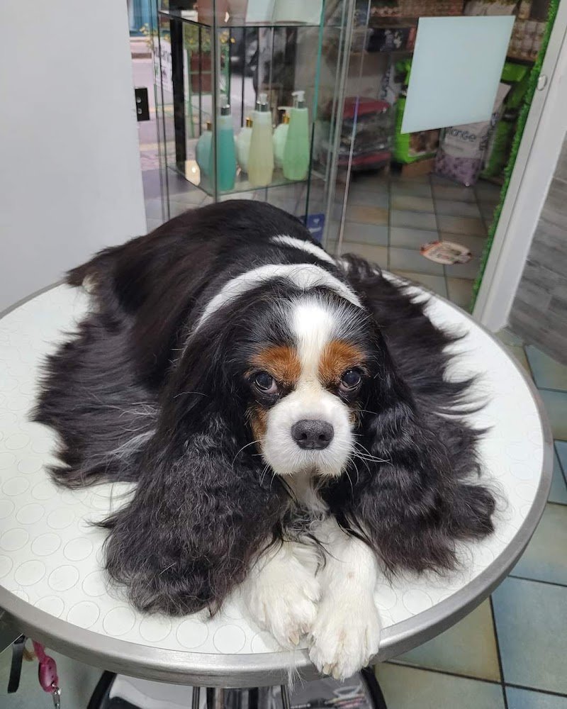 Tuttincoda - Toelettatura, Dog spa, Cibo e Accessori per cani e gatti, Crocchette cani e gatti, toelettatura specializzata - Foto 4